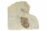 Undescribed Illaenid Trilobite - Timerzit, Morocco #235787-2